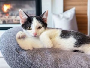 Bo is the sweetest black  white boy kitten He has a little black dot under one of his feet