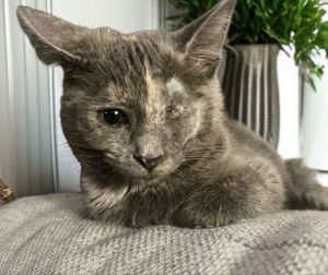 this is Juanita shes a petite 5 month old spayed female shes up to date on all vaccines and com