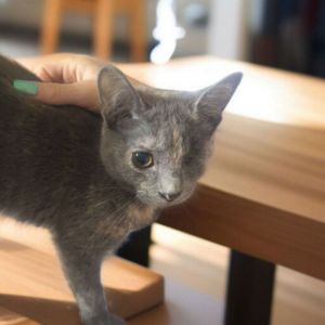 this is Juanita shes a petite 5 month old spayed female shes up to date on all vaccines and com