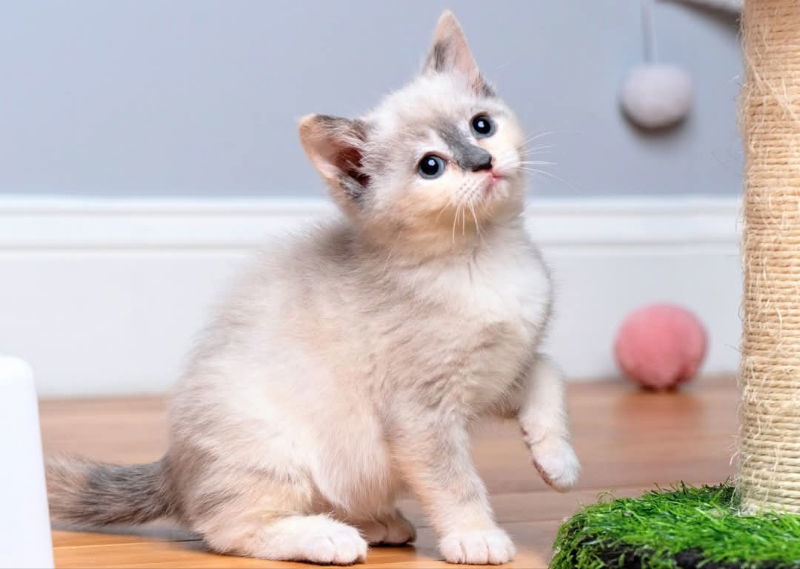 Vanilla Bean