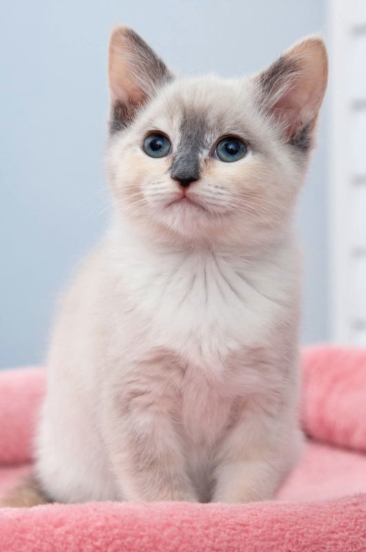 Vanilla Bean