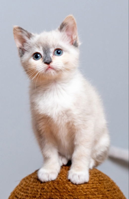 Vanilla Bean