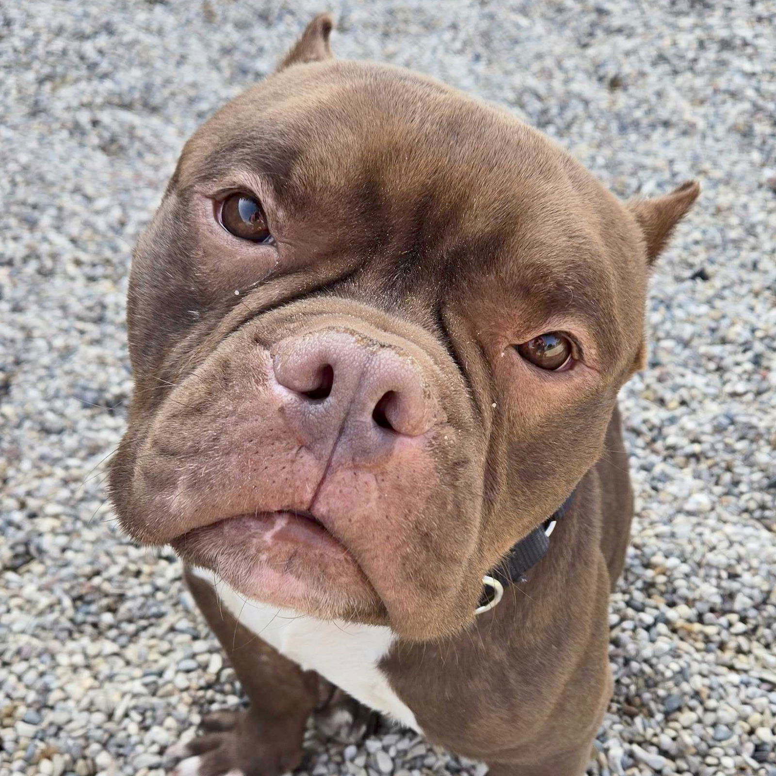 Chico