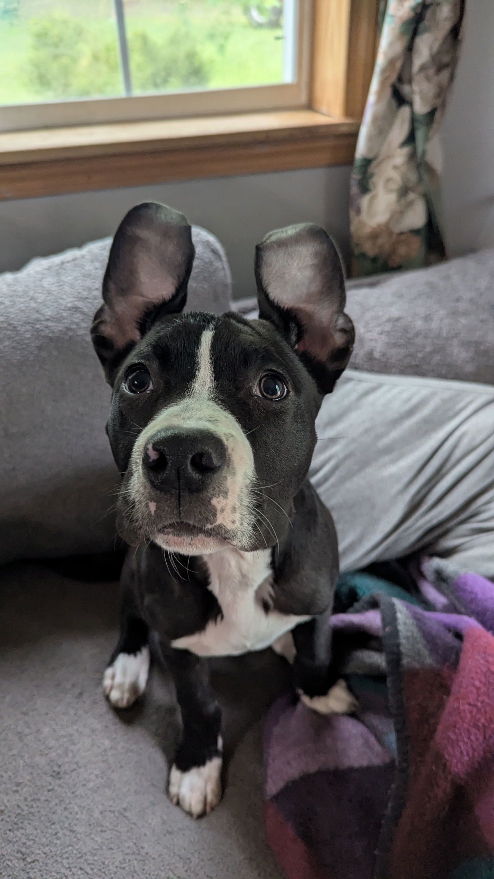 Bully