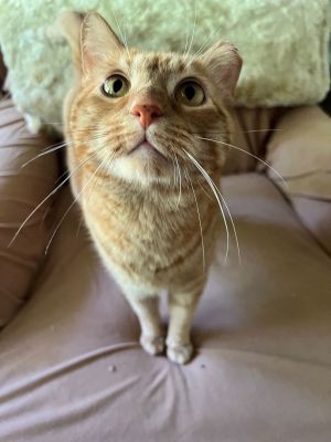 Fawn, Young Female Domestic Short Hair