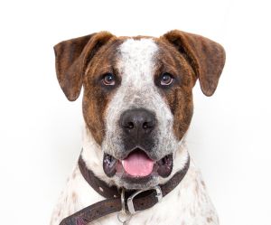 Primary Color Brown Brindle Secondary Color White Weight 665lbs Age 0yrs 8mths 2wks Animal has 