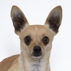 Primary Color Tan Secondary Color White Weight 86lbs Age 1yrs 6mths 2wks Animal has been Neuter