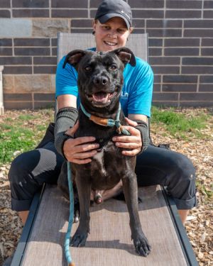 Time to meet the Wizard Wizard Kelly that is Many dogs are called sweet and many dogs are called p