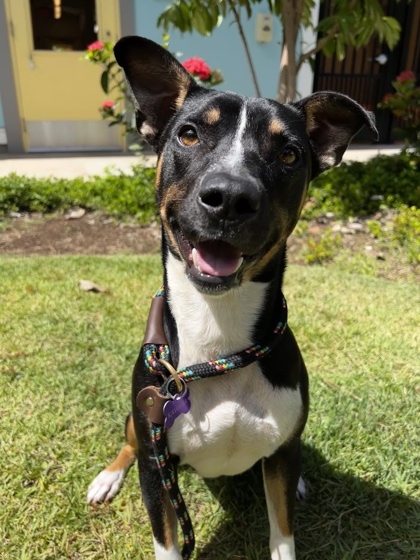 Ichiban, an adoptable Terrier, Mixed Breed in Honolulu, HI, 96826 | Photo Image 1