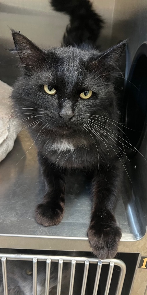 Baloo, an adoptable Domestic Medium Hair in Great Bend, KS, 67530 | Photo Image 1