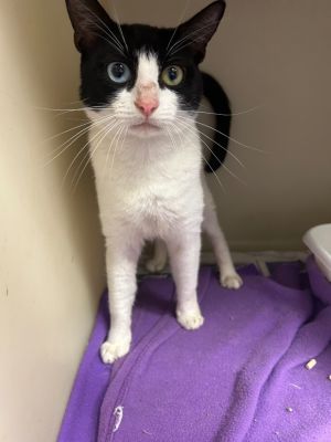 Mickey Mouse, Young Male Domestic Short Hair