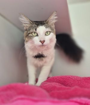 Lulu, Adult Female unknown