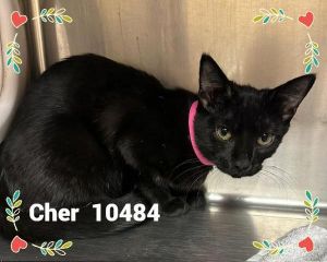 Primary Color Black Weight 43125lbs Age 0yrs 7mths 1wks Animal has been Spayed