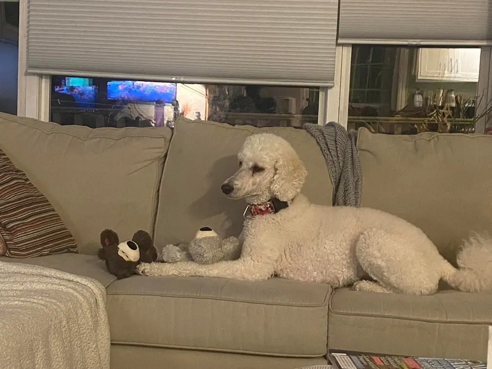 Winnie, an adoptable Standard Poodle in Wolfville, NS, B4P 2K3 | Photo Image 1