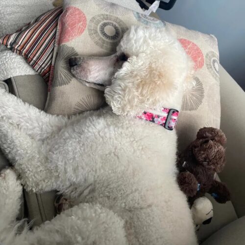 Winnie, an adoptable Standard Poodle in Wolfville, NS, B4P 2K3 | Photo Image 2