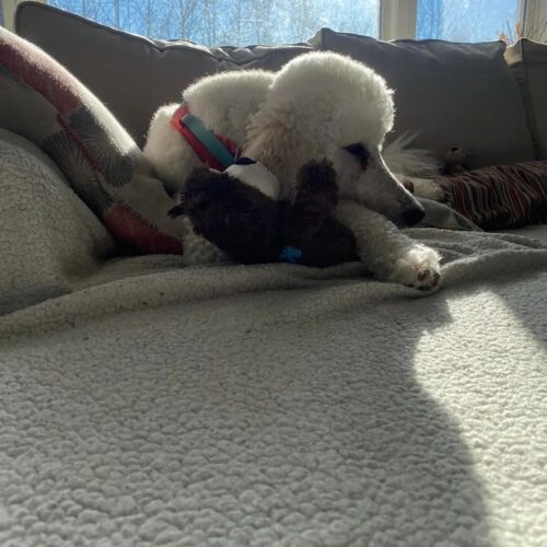 Winnie, an adoptable Standard Poodle in Wolfville, NS, B4P 2K3 | Photo Image 3