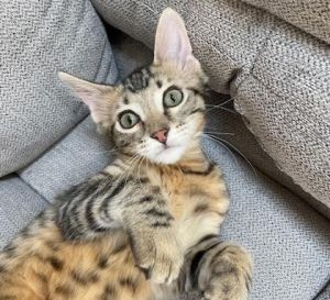 Gizmo, Baby Male Domestic Medium Hair