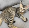 Gizmo photo 2