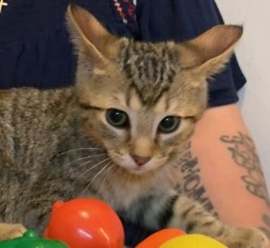 Ozzy, Baby Male Domestic Short Hair