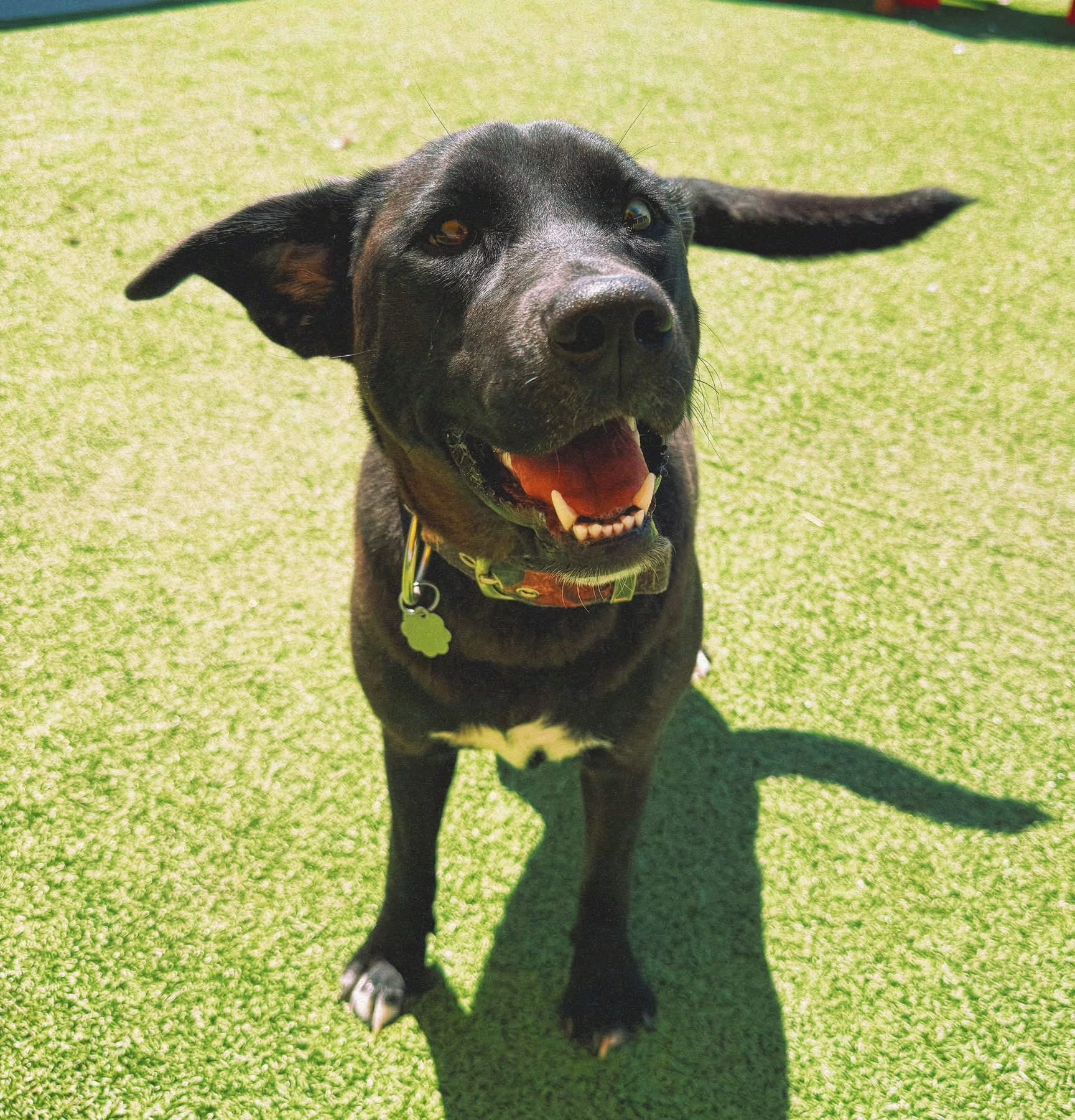 Homie, an adoptable Black Labrador Retriever, Husky in Hays, KS, 67601 | Photo Image 1