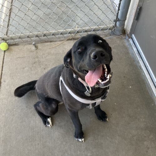 Homie, an adoptable Black Labrador Retriever, Husky in Hays, KS, 67601 | Photo Image 2