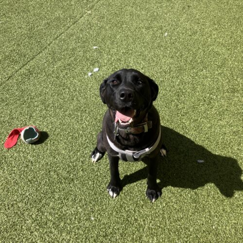 Homie, an adoptable Black Labrador Retriever, Husky in Hays, KS, 67601 | Photo Image 3