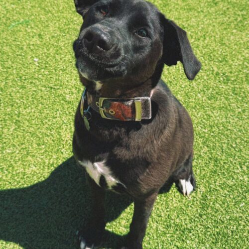 Homie, an adoptable Black Labrador Retriever, Husky in Hays, KS, 67601 | Photo Image 4