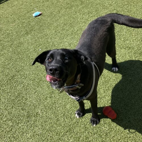 Homie, an adoptable Black Labrador Retriever, Husky in Hays, KS, 67601 | Photo Image 5