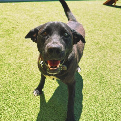 Homie, an adoptable Black Labrador Retriever, Husky in Hays, KS, 67601 | Photo Image 6