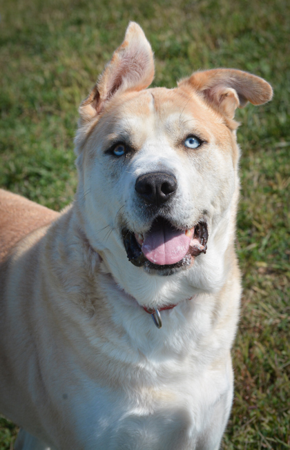 Shiba, an adoptable Siberian Husky, Mixed Breed in Beatrice, NE, 68310 | Photo Image 1