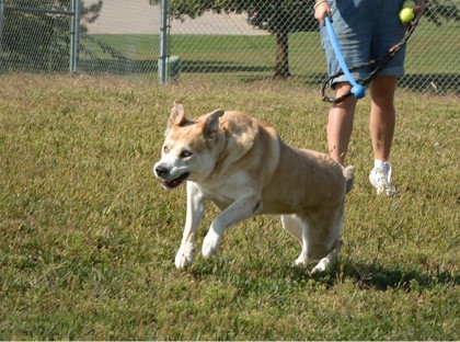 Shiba, an adoptable Siberian Husky, Mixed Breed in Beatrice, NE, 68310 | Photo Image 2
