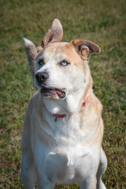 Shiba, an adoptable Siberian Husky, Mixed Breed in Beatrice, NE, 68310 | Photo Image 3