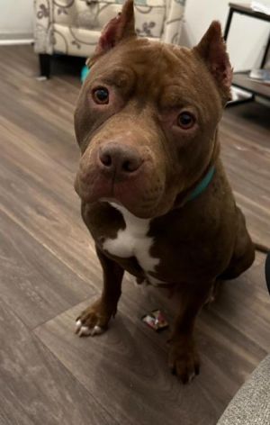 Sugar, Young Female American Staffordshire Terrier