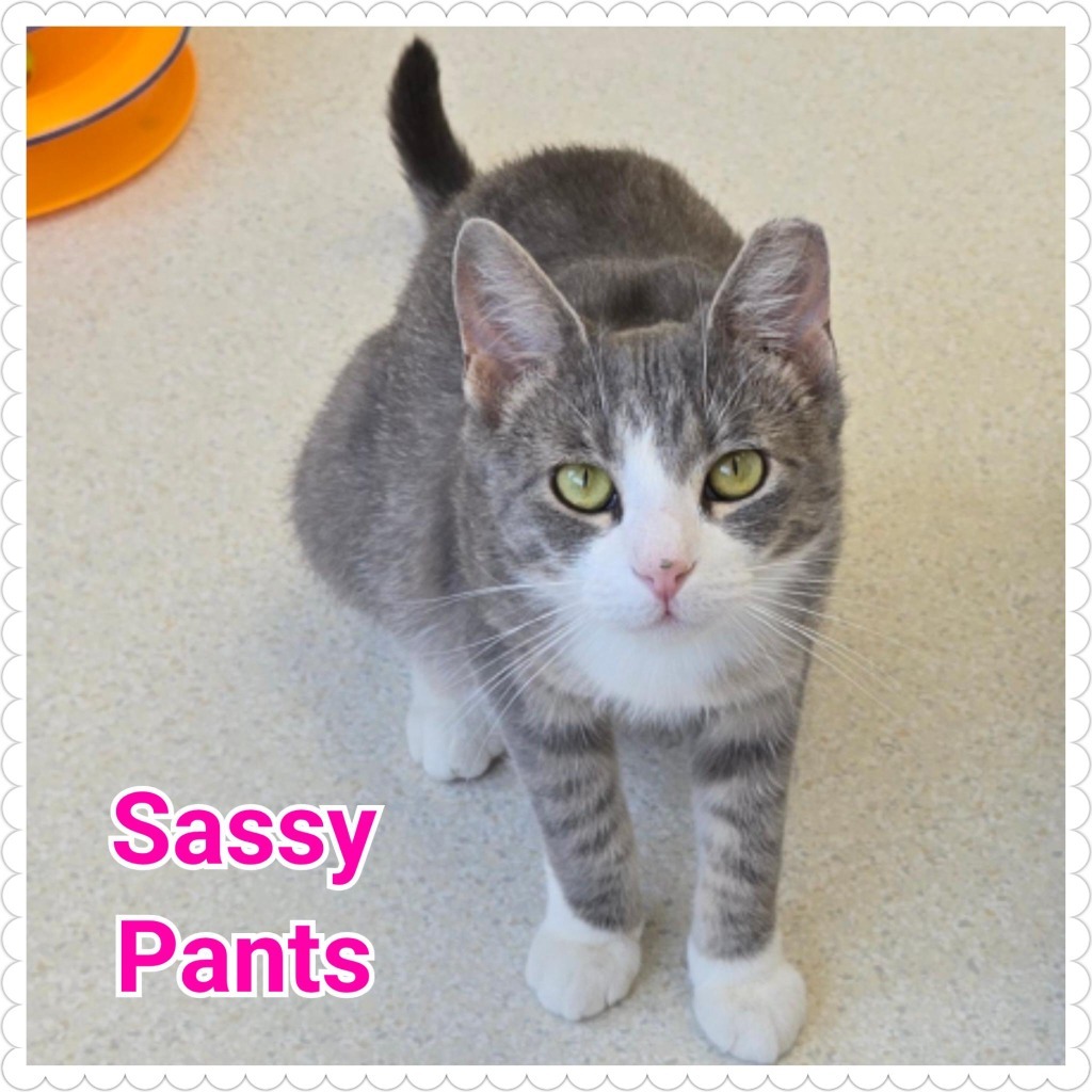 Sassy Pants