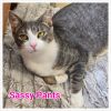 Sassy Pants photo 1