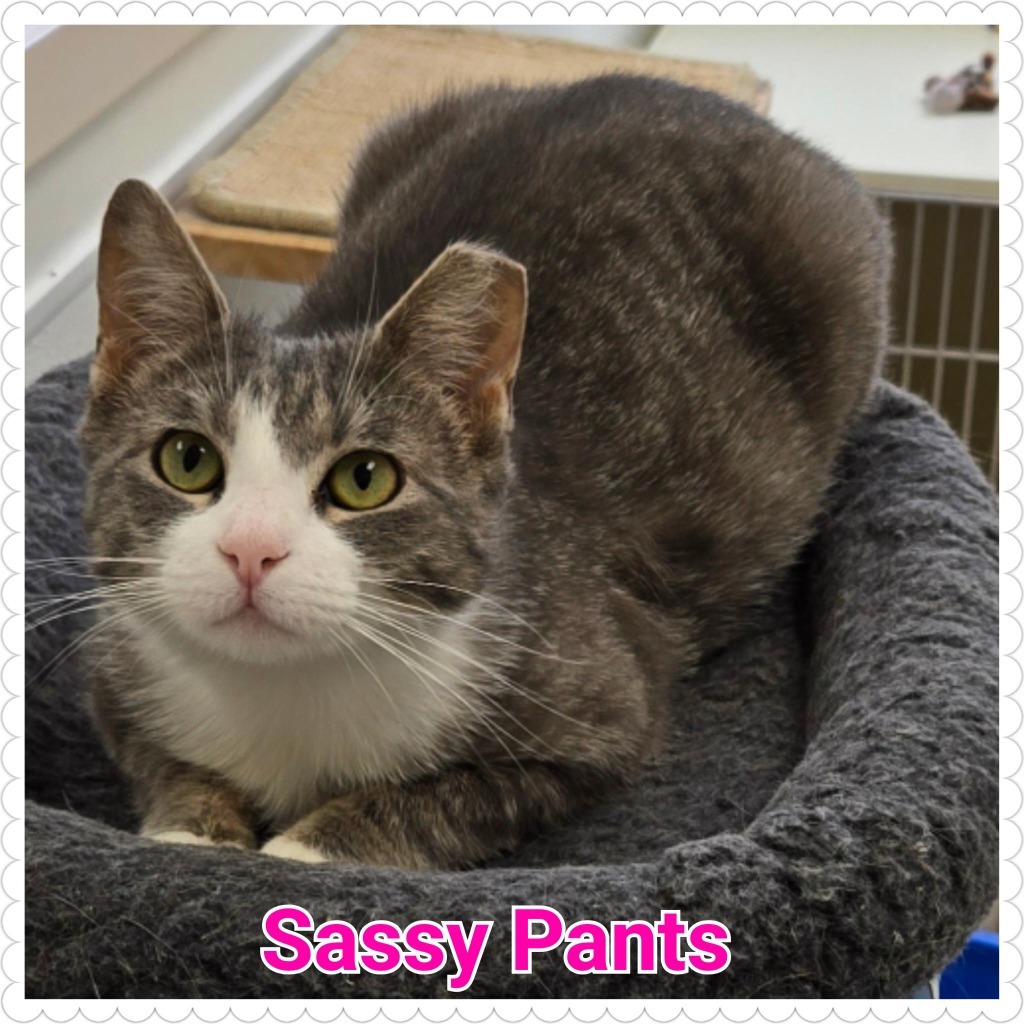 Sassy Pants