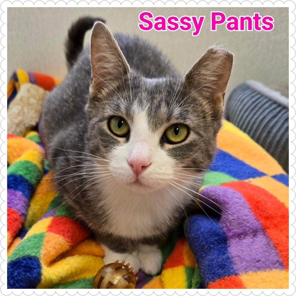 Sassy Pants