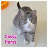Sassy Pants photo 3