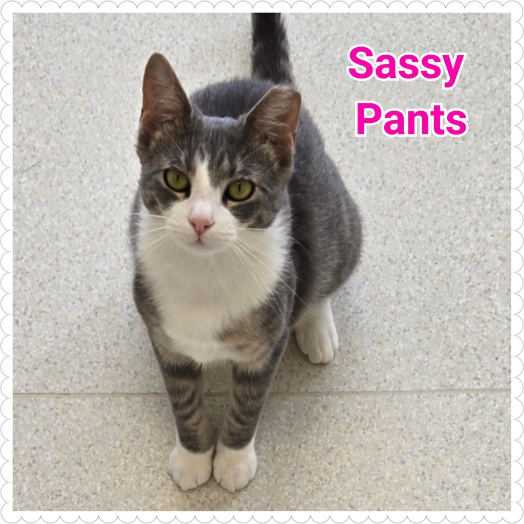 Sassy Pants