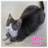 Sassy Pants photo 4