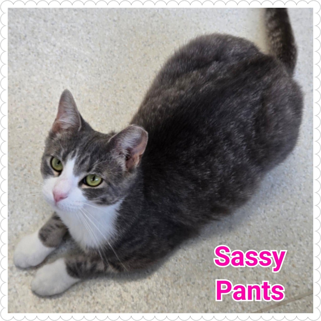 Sassy Pants