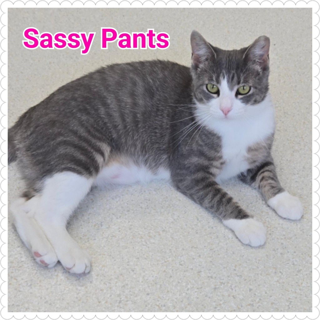 Sassy Pants