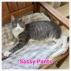 Sassy Pants photo 6