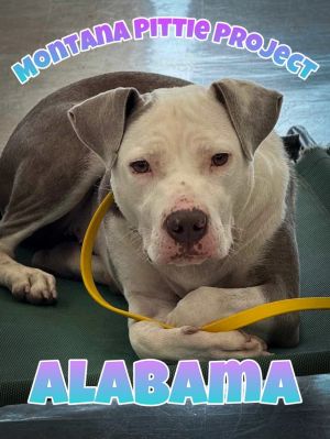 Alabama, Adult Female Pit Bull Terrier
