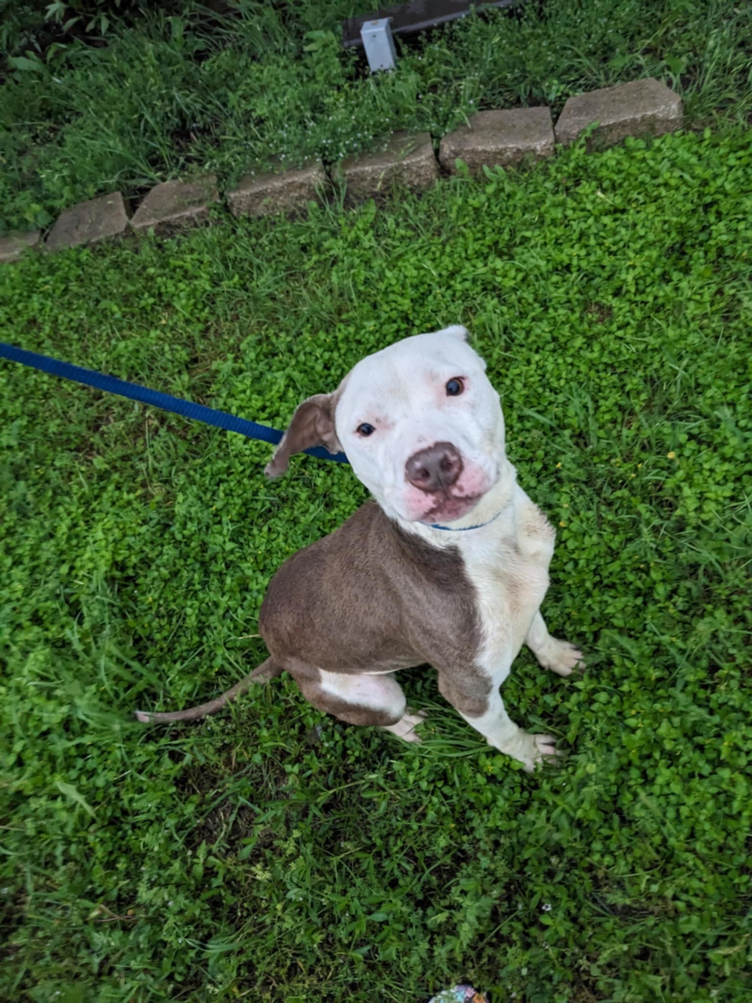 Alabama, an adoptable Pit Bull Terrier in Arlee, MT, 59821 | Photo Image 2