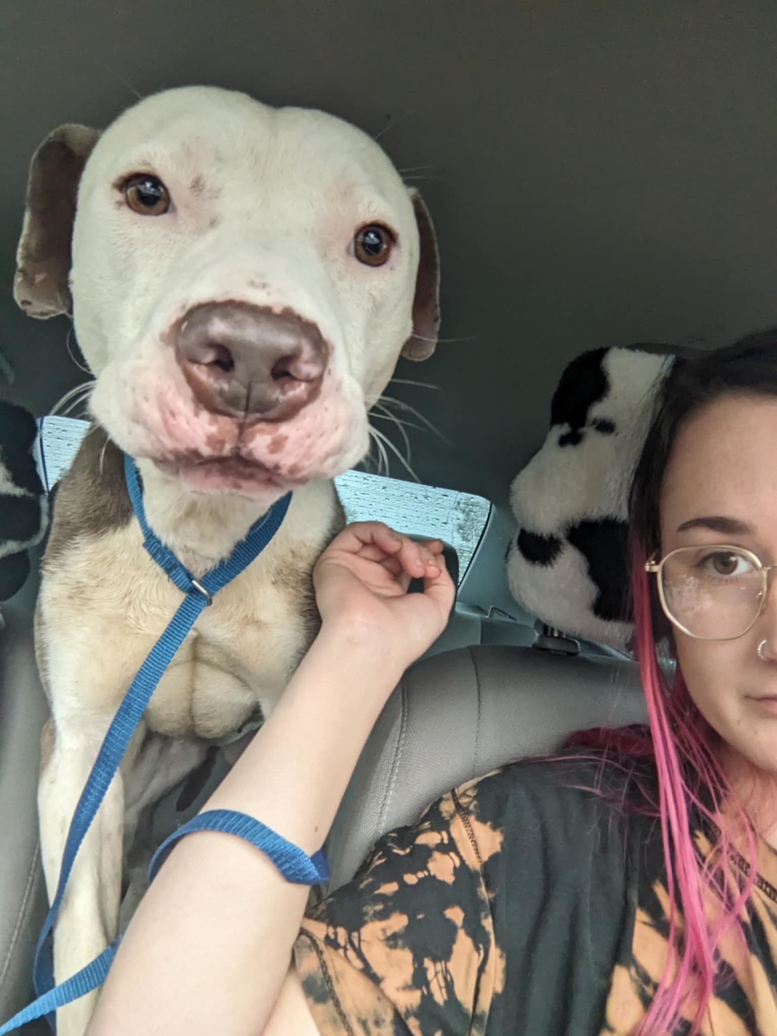 Alabama, an adoptable Pit Bull Terrier in Arlee, MT, 59821 | Photo Image 3