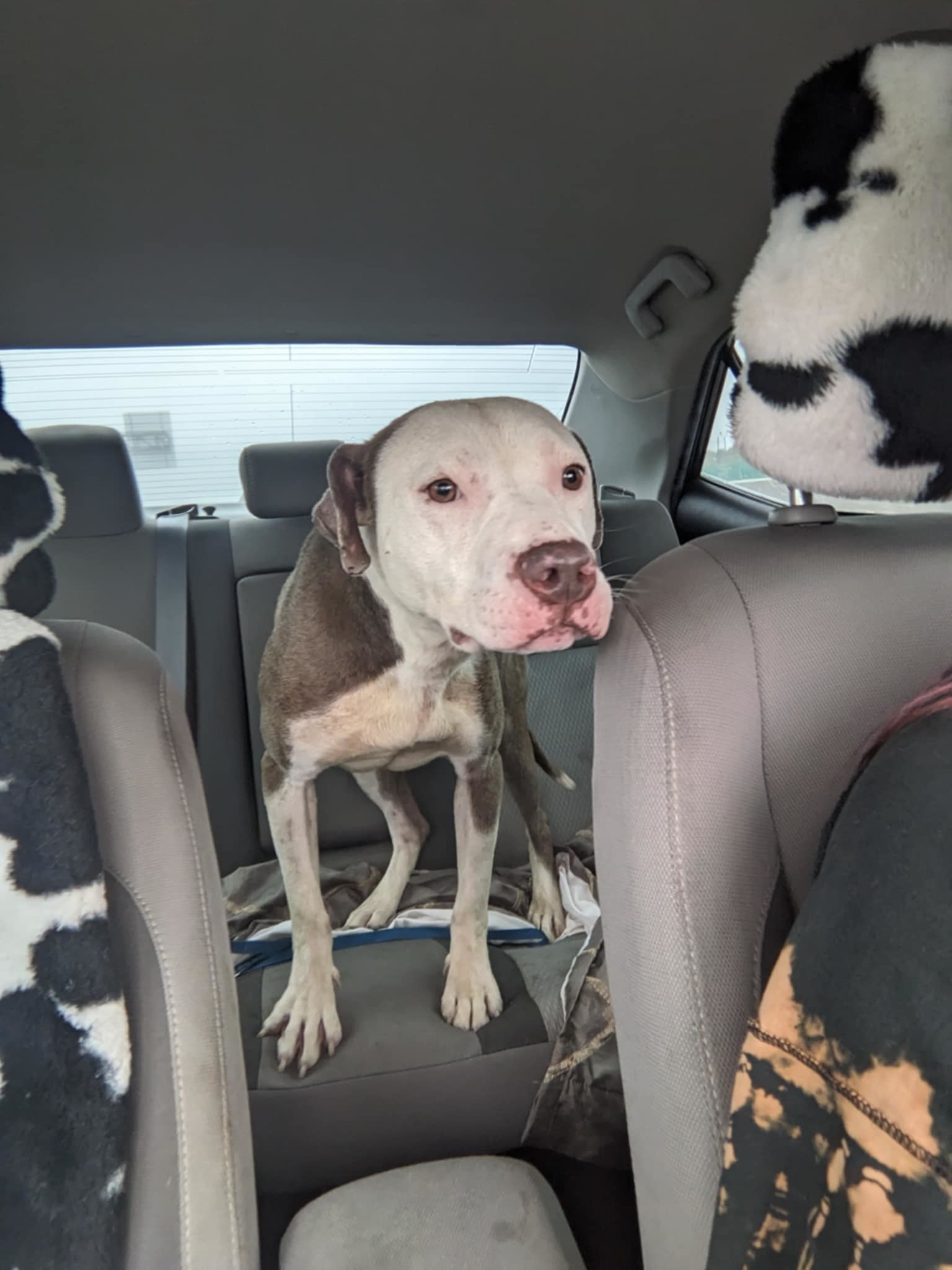 Alabama, an adoptable Pit Bull Terrier in Arlee, MT, 59821 | Photo Image 5