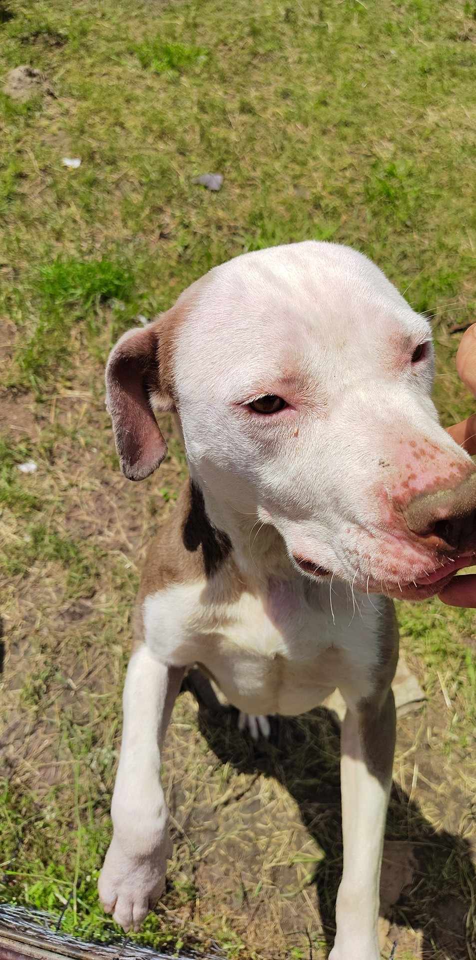 Alabama, an adoptable Pit Bull Terrier in Arlee, MT, 59821 | Photo Image 6