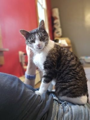 Clara Bow, Adult Female Domestic Short Hair