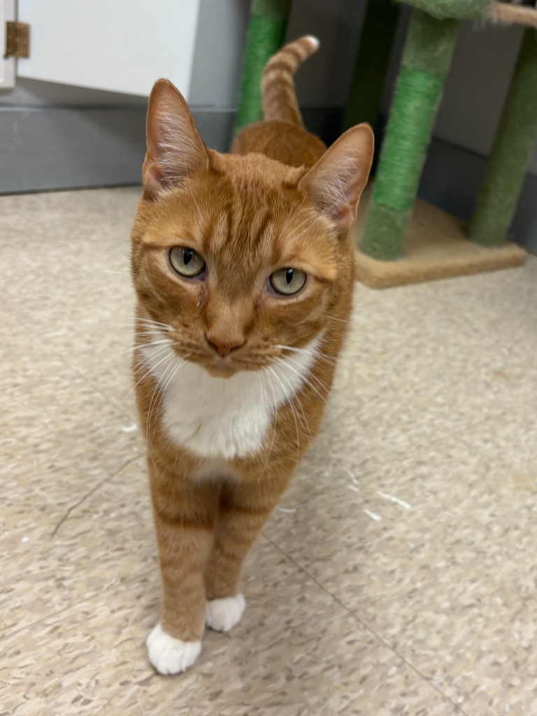 Beans, an adoptable Domestic Short Hair in Heber City, UT, 84032 | Photo Image 1